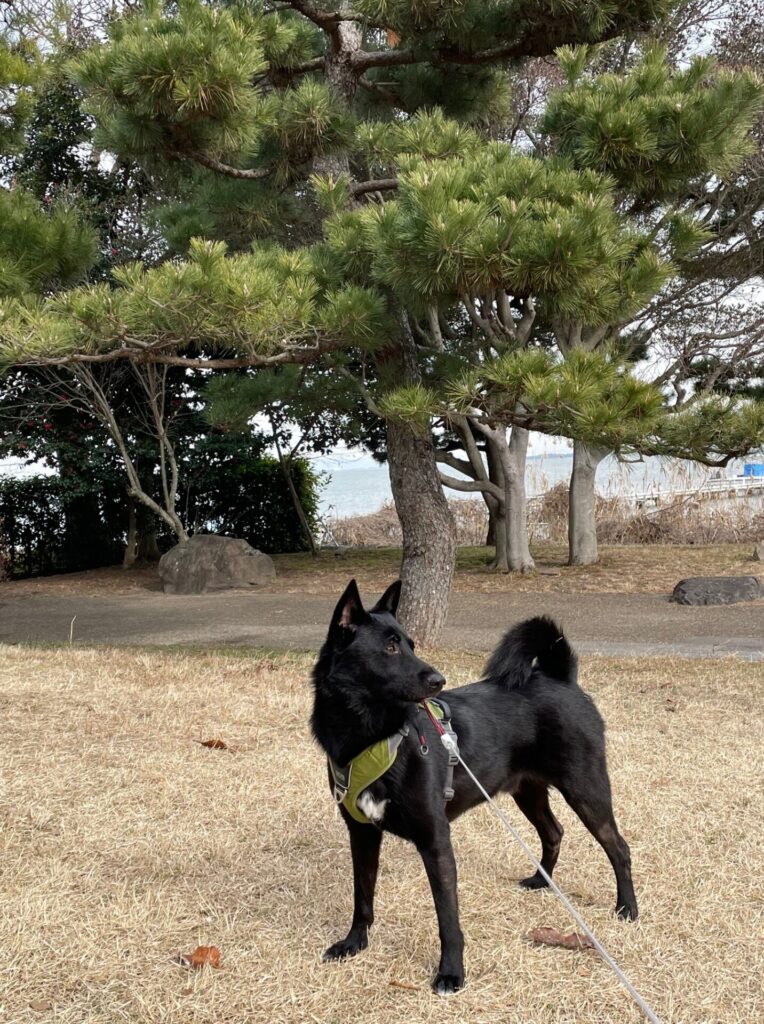 松の木を背景に和犬らしく
